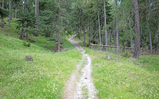 Pathway through the beautiful summer forest, Switzerland