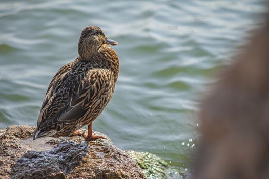 Close up of a Duck near lake water in summer time