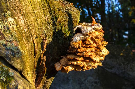 Laetiporus sulphureus or crab of the woods, sulphur polypore, sulphur shelf, chicken of the woods, growing on old cracked oak trunk. Old fruitbodies of Laetiporus sulpbureus