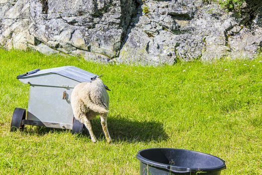 Sheep rams into feeding station in Hemsedal, Viken, Norway.