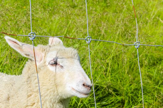 Sheep behind fence in a meadow in Hemsedal, Viken, Norway.