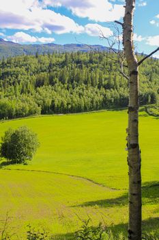 White birch in front of Norwegian landscape with trees firs mountains and rocks. Norway Nature.