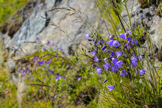 Lawn Bellflower Campanula cespitosa Summer meadow in Hemsedal, Viken, Norway.