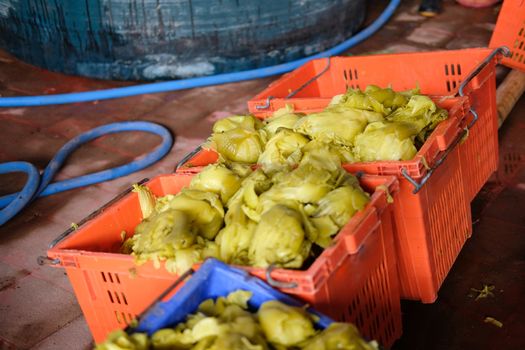 Pickled Green Chinese Cabbage in plant factory. Chinese Traditional Food