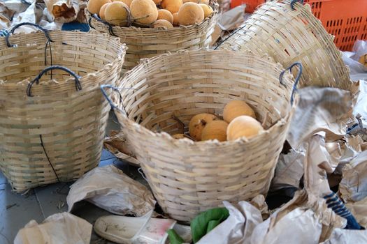 Fresh Santol fruit in basket in farm.