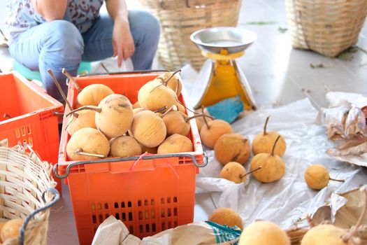 Fresh Santol fruit in basket in farm.