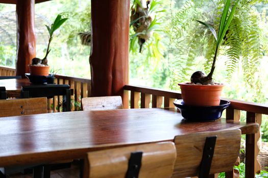 wooden table on terrace balcony with garden view