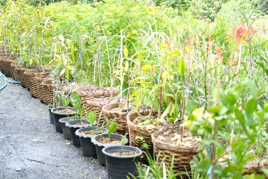 durian plant tree growing in orchard farm garden