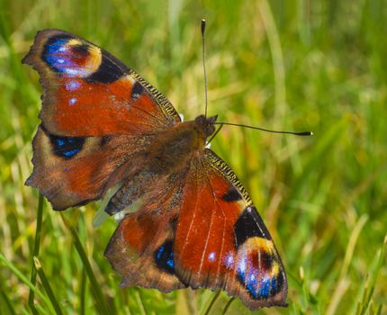 macro close up peacock butterfly on soft green grass background.