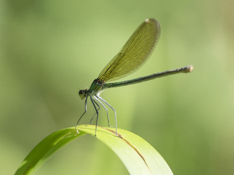 Macro of female Banded Demoiselle, Calopteryx splendens resting on a green leaf. Damselfly of family Calopterygidae. Selective focus, green bokeh background, copy space.