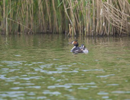 The adult great crested grebe, Podiceps cristatus on green clear lake with reeds