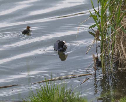 Eurasian coot Fulica atra, also known as the common coot with a newborn chicks swimming in the water of green pond with reeds.