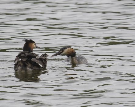 close up couple of great crested grebe feeding their young with fish Podiceps cristatus family on clear blue lake.