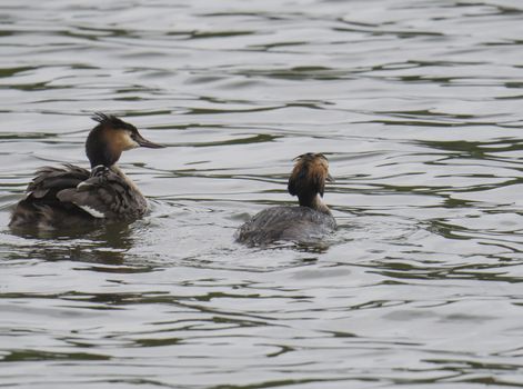 close up couple of great crested grebe clouple with their young. Podiceps cristatus family on clear blue lake.