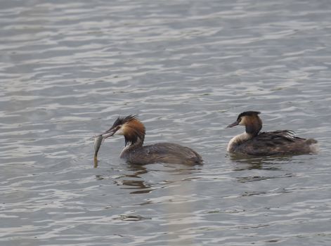 close up couple of great crested grebe hunting bass fish to provide feeding their youngs. Podiceps cristatus family on clear blue lake, copy space.