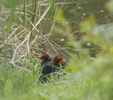 Close up portrait of two cute duclings, baby chickens of Eurasian coot Fulica atra, also known as the common coot with hiding in reeds of green pond water, selective focus.