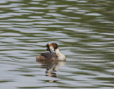 close up great crested grebe, Podiceps cristatus swimming on clear green lake and preening her wing, copy space