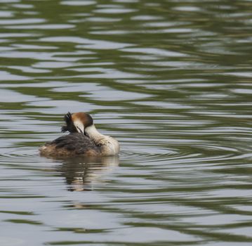 close up great crested grebe, Podiceps cristatus swimming on clear green lake and preening her wing, copy space