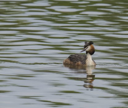 close up great crested grebe, Podiceps cristatus swimming on clear green lake, copy space