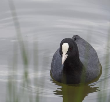 Close up Eurasian coot Fulica atra, also known as the common coot with swimming in the water of green pond.