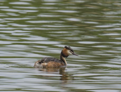 close up great crested grebe, Podiceps cristatus swimming on clear green lake, copy space