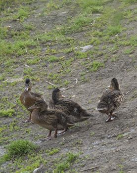 Wild Mallard duck youngs ducklings chicks. Anas platyrhynchos on the grass and dirt. Beauty in nature. Young birds in spring time