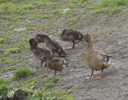 Wild Female Mallard duck with youngs ducklings. Anas platyrhynchos on the grass and dirt. Beauty in nature. Young birds in spring time