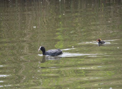 Eurasian coot Fulica atra, also known as the common coot with a newborn chick swimming in the water of green pond.