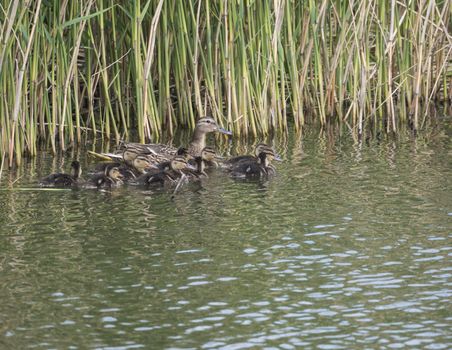 Wild Female Mallard duck with youngs ducklings. Anas platyrhynchos in the water. Beauty in nature. Spring time. Birds swimming on lake with reeds. Young ones