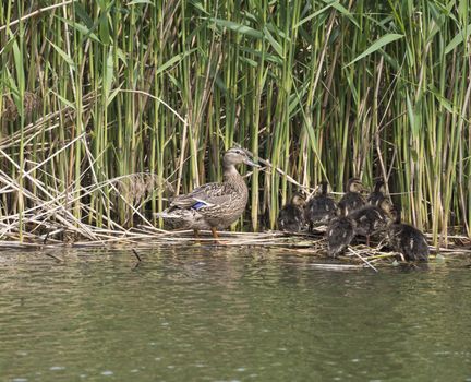 Wild Female Mallard duck with youngs ducklings. Anas platyrhynchos leaving the water hiding in reeds. Beauty in nature. Spring time. Birds swimming on lake. Young ones