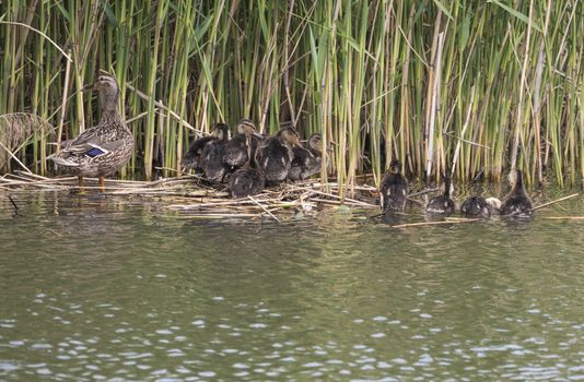 Wild Female Mallard duck with youngs ducklings. Anas platyrhynchos leaving the water hiding in reeds. Beauty in nature. Spring time. Birds swimming on lake. Young ones