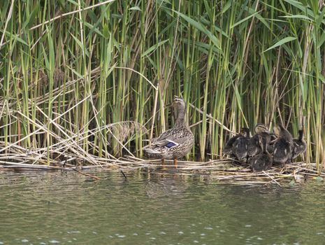 Wild Female Mallard duck with youngs ducklings. Anas platyrhynchos leaving the water hiding in reeds. Beauty in nature. Spring time. Birds swimming on lake. Young ones