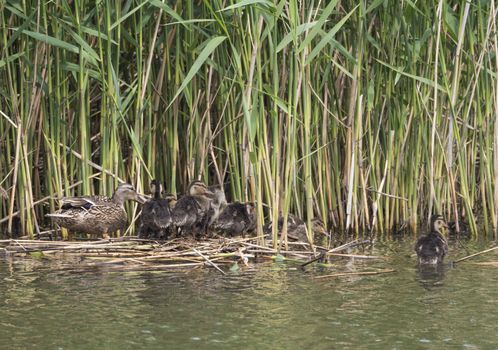 Wild Female Mallard duck with youngs ducklings. Anas platyrhynchos leaving the water hiding in reeds. Beauty in nature. Spring time. Birds swimming on lake. Young ones