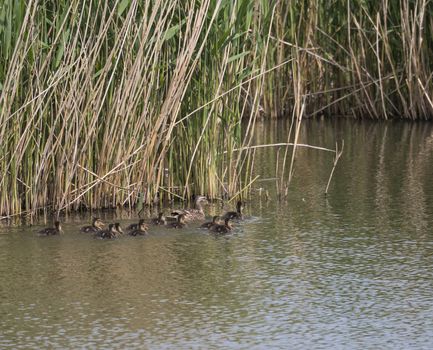 Wild Female Mallard duck with youngs ducklings. Anas platyrhynchos leaving the water hiding in reeds. Beauty in nature. Spring time. Birds swimming on lake. Young ones