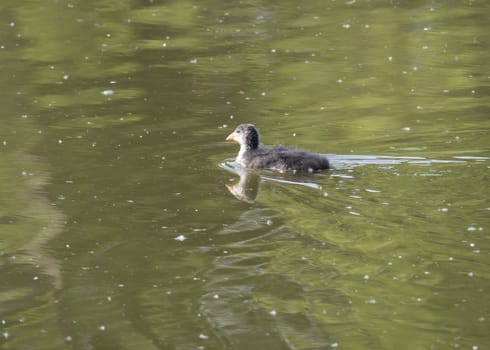 Cute ducling, baby chicken of Eurasian coot Fulica atra, also known as the common coot Swimming on green pond water. Copy space.