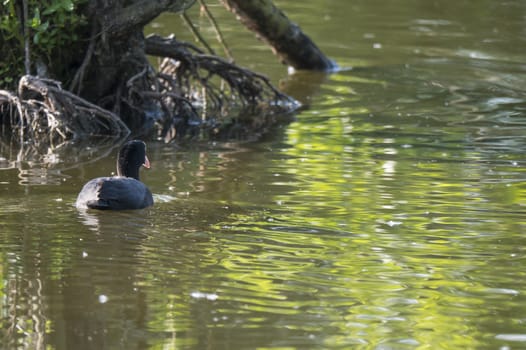 Close up portrait of Eurasian coot Fulica atra, also known as the common coot with swimming in the water of green pond, focus on eye.