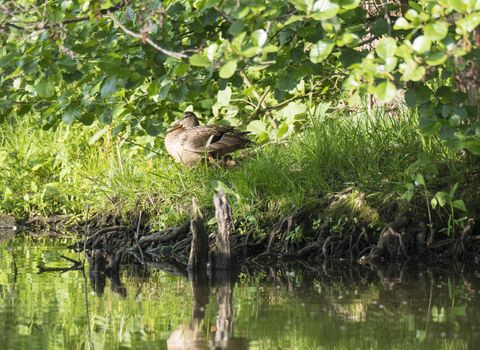 Youngs ducklings and Wild Mallard duck Anas platyrhynchos. Beauty in nature. Spring time golden hour. Birds hiding in grass. Young ones.