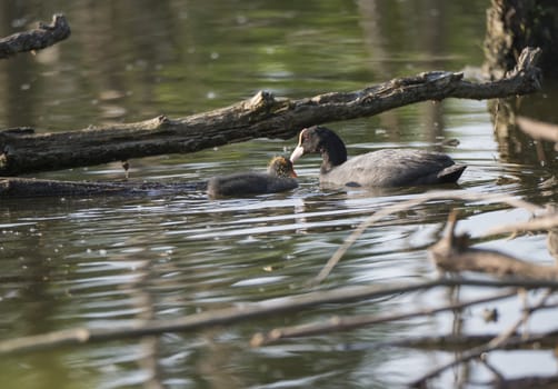 Eurasian coot Fulica atra, also known as the common coot with a newborn chick swimming in the water of green pond.