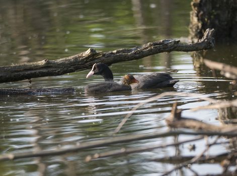 Eurasian coot Fulica atra, also known as the common coot with a newborn chick swimming in the water of green pond.