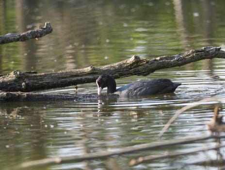 Eurasian coot Fulica atra, also known as the common coot swimming in the water of green pond with tree trunk and logs