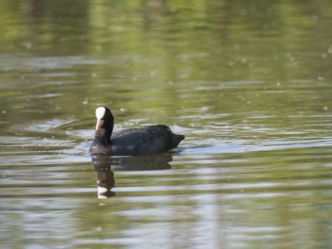 Close up portrait of Eurasian coot Fulica atra, also known as the common coot with swimming in the water of green pond, focus on eye.