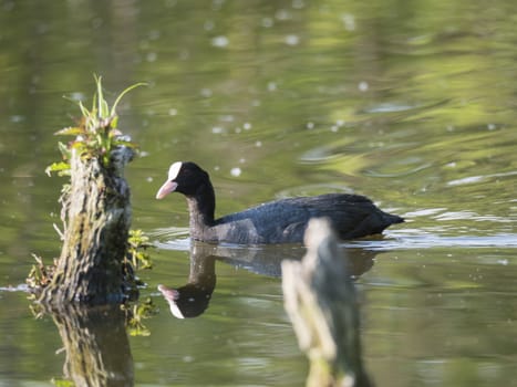 Eurasian coot Fulica atra, also known as the common coot swimming in the water of green pond with tree trunk and logs