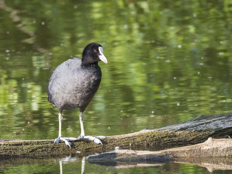 Close up portrait of Eurasian coot Fulica atra, also known as the common coot standing on tree log in water of green pond, selective focus, copy space.