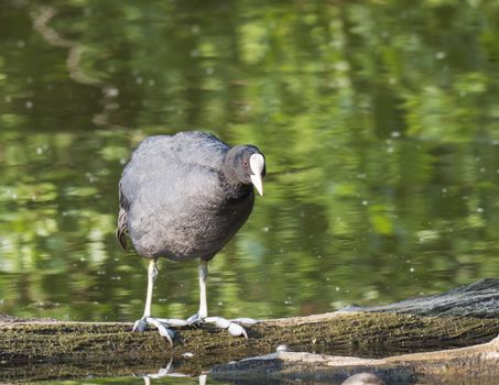 Close up portrait of Eurasian coot Fulica atra, also known as the common coot standing on tree log in water of green pond, selective focus, copy space.
