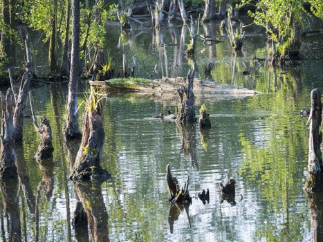 water surface o swamp green lake with reflecting dry logs, trunk and trees , spring marchland water landscape, golden hour