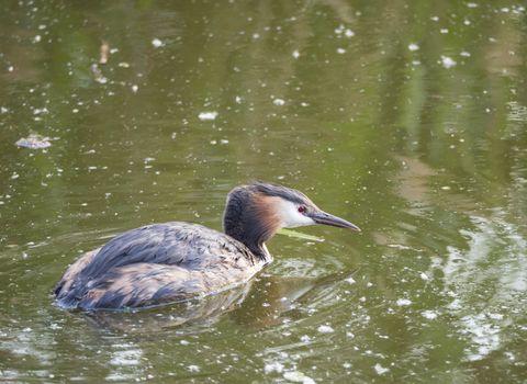 close up great crested grebe, Podiceps cristatus swimming on clear green lake, copy space