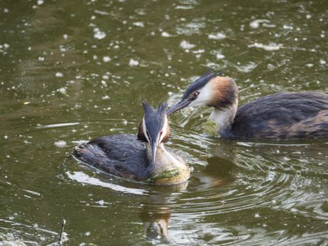 close up couple of great crested grebe Podiceps cristatus swimming on clear green lake, copy space..