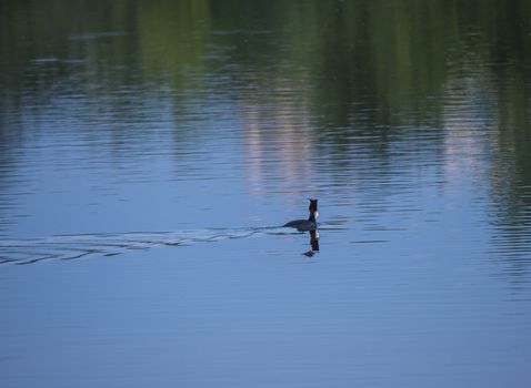 colorfulGreat crested with small fish in bill Podiceps cristatus swimming on clear blue lake with colorful water reflection background. Prague, Piskovna, Czech Republic.