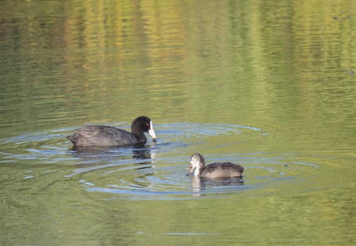 Eurasian coot Fulica atra, also known as the common coot with a young ducling chick swimming in the water of clear lake. Golden hour light, Copy space.