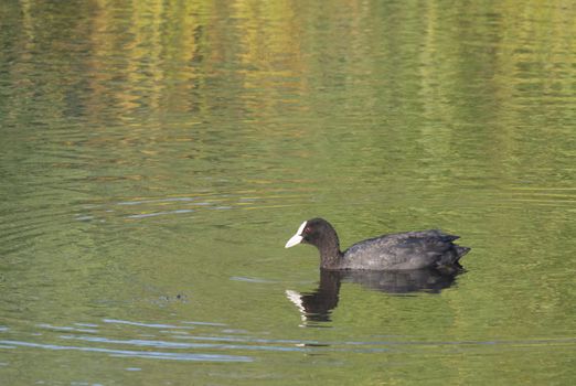 Portrait of Eurasian coot Fulica atra, also known as the common coot with swimming in the water water of clear lake. Golden hour light, Copy space.